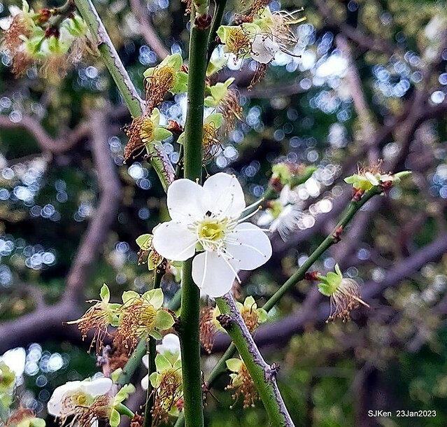 2023正月初一「中正紀念堂」走春賞梅 (Plum blossoms at CKS Memorial Hall), Taipei, Taiwan, SJKen, Jan 23, 2023