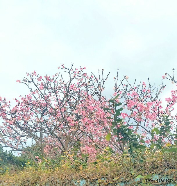 「2023內湖樂活公園賞櫻」(Cherryblossoms at Ne-hu park, Taipei, Taiwan, SJKen, Jan 29, 2023. 「2023內湖樂活公園賞櫻」(Cherryblossoms at Ne-hu park, Taipei, Taiwan, SJKen, Jan 29, 2023.