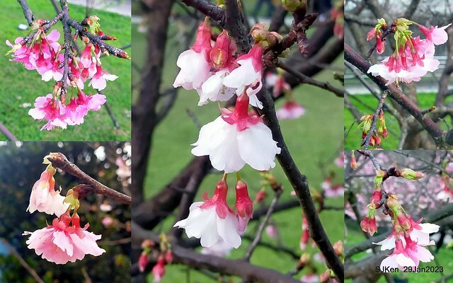 「2023內湖樂活公園賞櫻」(Cherryblossoms at Ne-hu park, Taipei, Taiwan, SJKen, Jan 29, 2023. 「2023內湖樂活公園賞櫻」(Cherryblossoms at Ne-hu park, Taipei, Taiwan, SJKen, Jan 29, 2023.