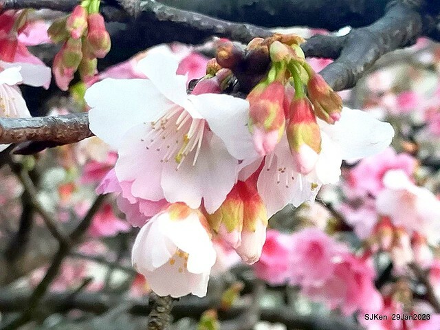 「2023內湖樂活公園賞櫻」(Cherryblossoms at Ne-hu park, Taipei, Taiwan, SJKen, Jan 29, 2023. 「2023內湖樂活公園賞櫻」(Cherryblossoms at Ne-hu park, Taipei, Taiwan, SJKen, Jan 29, 2023.