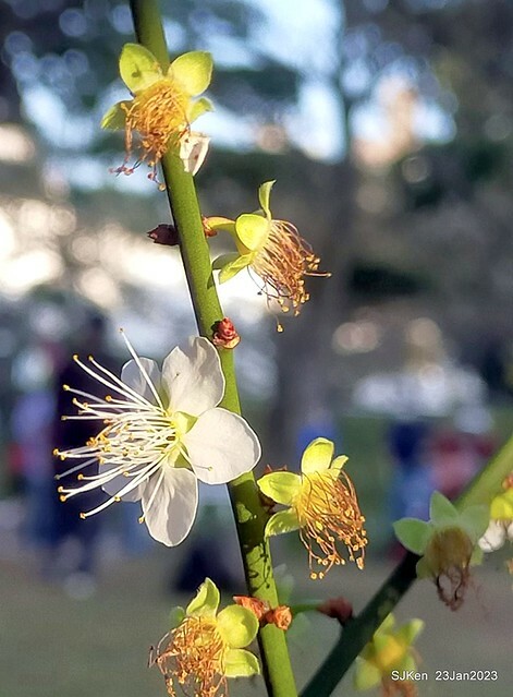 2023正月初一「中正紀念堂」走春賞梅 (Plum blossoms at CKS Memorial Hall), Taipei, Taiwan, SJKen, Jan 23, 2023