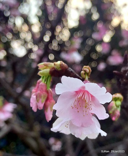 「2023內湖樂活公園賞櫻」(Cherryblossoms at Ne-hu park, Taipei, Taiwan, SJKen, Jan 29, 2023. 「2023內湖樂活公園賞櫻」(Cherryblossoms at Ne-hu park, Taipei, Taiwan, SJKen, Jan 29, 2023.