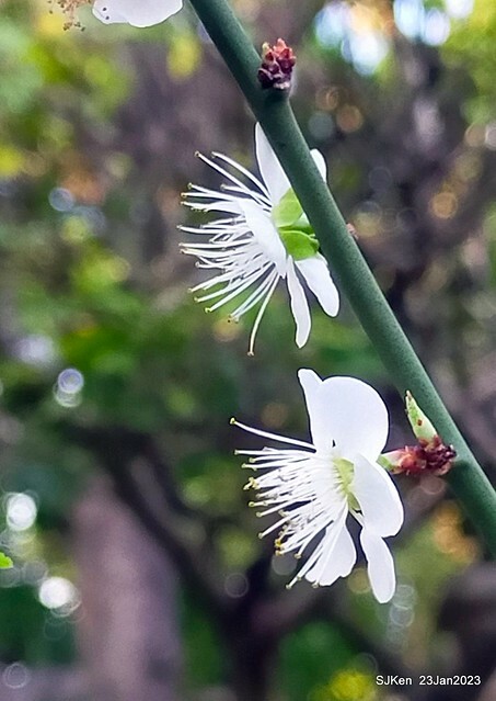2023正月初一「中正紀念堂」走春賞梅 (Plum blossoms at CKS Memorial Hall), Taipei, Taiwan, SJKen, Jan 23, 2023