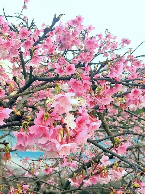 「2023內湖樂活公園賞櫻」(Cherryblossoms at Ne-hu park, Taipei, Taiwan, SJKen, Jan 29, 2023. 「2023內湖樂活公園賞櫻」(Cherryblossoms at Ne-hu park, Taipei, Taiwan, SJKen, Jan 29, 2023.