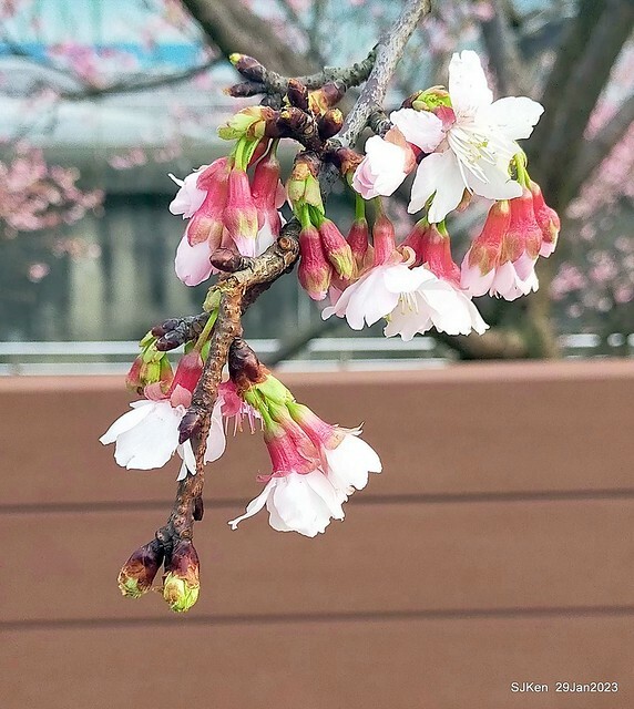 「2023內湖樂活公園賞櫻」(Cherryblossoms at Ne-hu park, Taipei, Taiwan, SJKen, Jan 29, 2023. 「2023內湖樂活公園賞櫻」(Cherryblossoms at Ne-hu park, Taipei, Taiwan, SJKen, Jan 29, 2023.