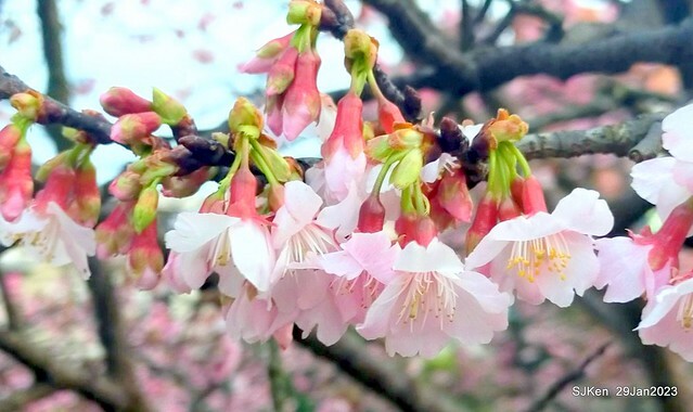「2023內湖樂活公園賞櫻」(Cherryblossoms at Ne-hu park, Taipei, Taiwan, SJKen, Jan 29, 2023. 「2023內湖樂活公園賞櫻」(Cherryblossoms at Ne-hu park, Taipei, Taiwan, SJKen, Jan 29, 2023.