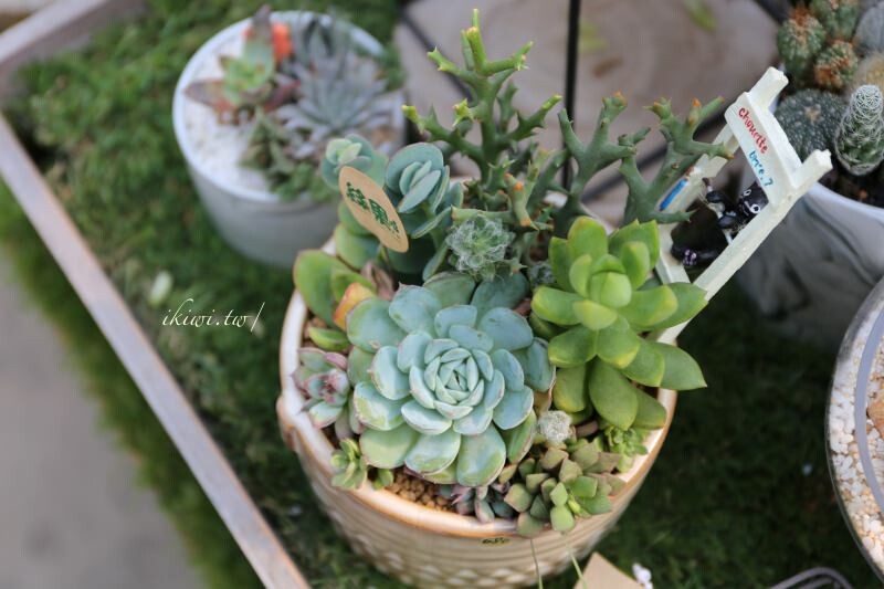 田尾景點綠果庭院|田尾公路花園免費景點多肉植物天堂.網美拍照打卡熱點,田尾一日遊