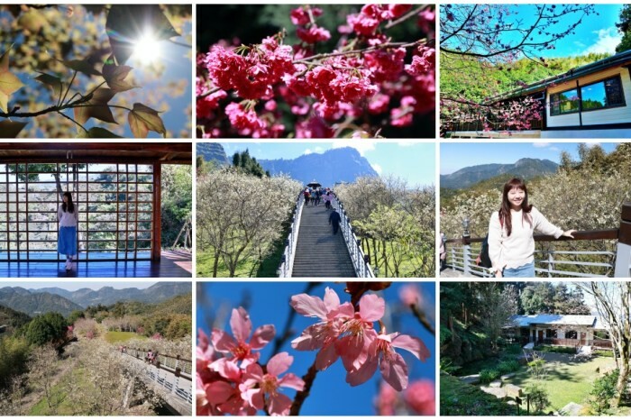 嘉義景點|旺萊山愛情大草原,親子免費景點,免費吃旺萊山鳳梨酥,嘉義阿里山下周邊景點美食