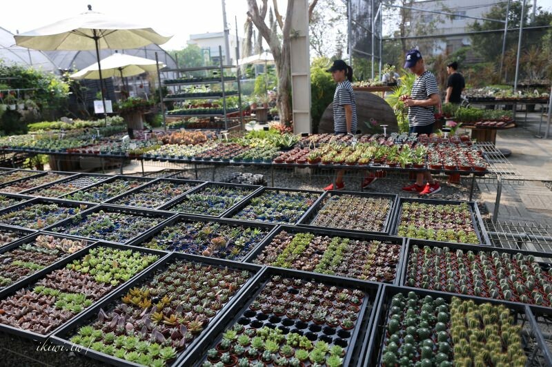 田尾景點綠果庭院|田尾公路花園免費景點多肉植物天堂.網美拍照打卡熱點,田尾一日遊