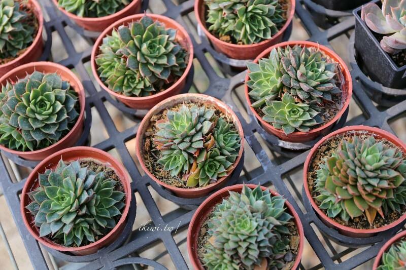 田尾景點綠果庭院|田尾公路花園免費景點多肉植物天堂.網美拍照打卡熱點,田尾一日遊