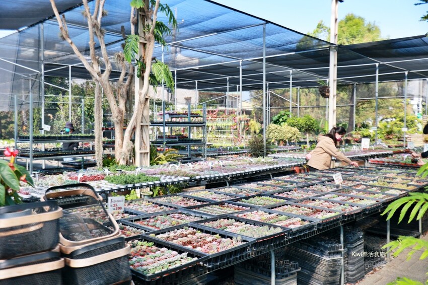 田尾景點綠果庭院|田尾公路花園免費景點多肉植物天堂.網美拍照打卡熱點,田尾一日遊