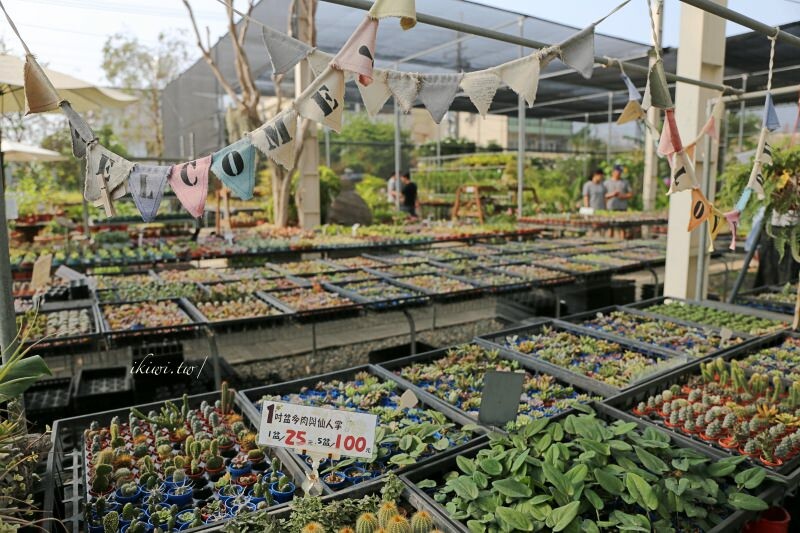 田尾景點綠果庭院|田尾公路花園免費景點多肉植物天堂.網美拍照打卡熱點,田尾一日遊