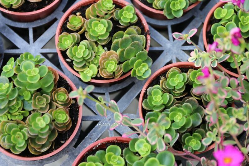 田尾景點綠果庭院|田尾公路花園免費景點多肉植物天堂.網美拍照打卡熱點,田尾一日遊