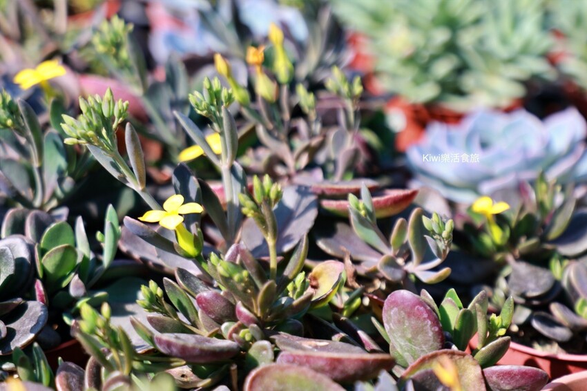 田尾景點綠果庭院|田尾公路花園免費景點多肉植物天堂.網美拍照打卡熱點,田尾一日遊