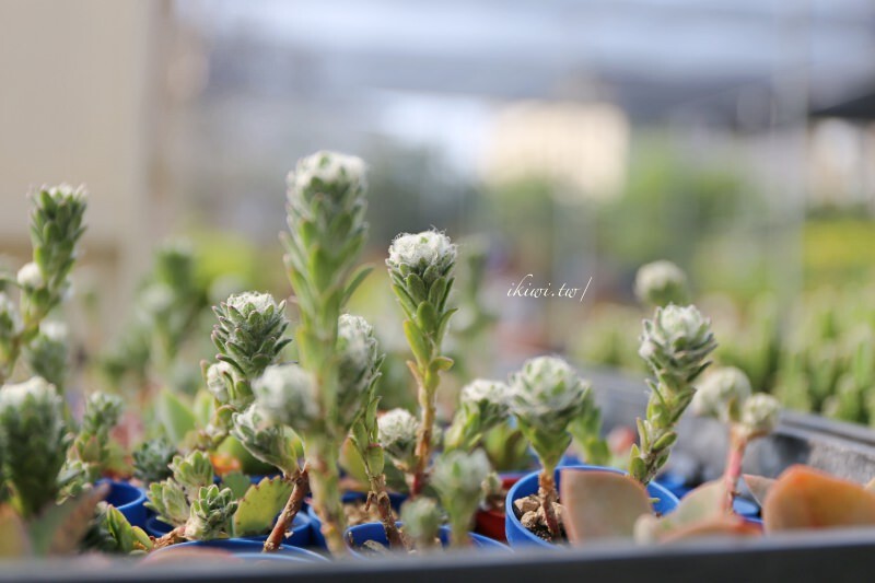 田尾景點綠果庭院|田尾公路花園免費景點多肉植物天堂.網美拍照打卡熱點,田尾一日遊