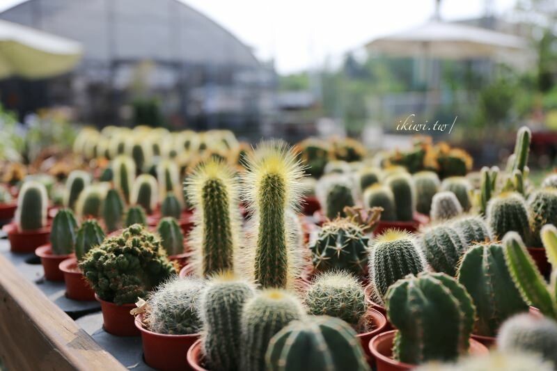 田尾景點綠果庭院|田尾公路花園免費景點多肉植物天堂.網美拍照打卡熱點,田尾一日遊