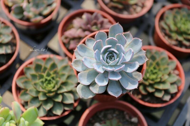 田尾景點綠果庭院|田尾公路花園免費景點多肉植物天堂.網美拍照打卡熱點,田尾一日遊