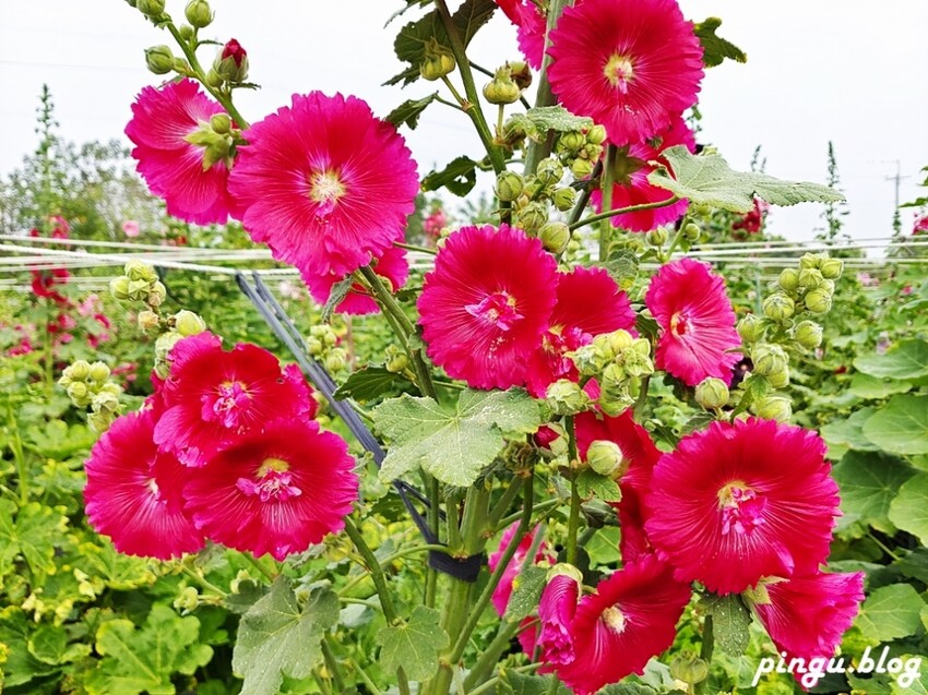 2023田中蜀葵花季開跑!!繽紛的蜀葵花海 宅一起網美景點 美味的桶子雞套餐 手拉坏DIY一次滿足