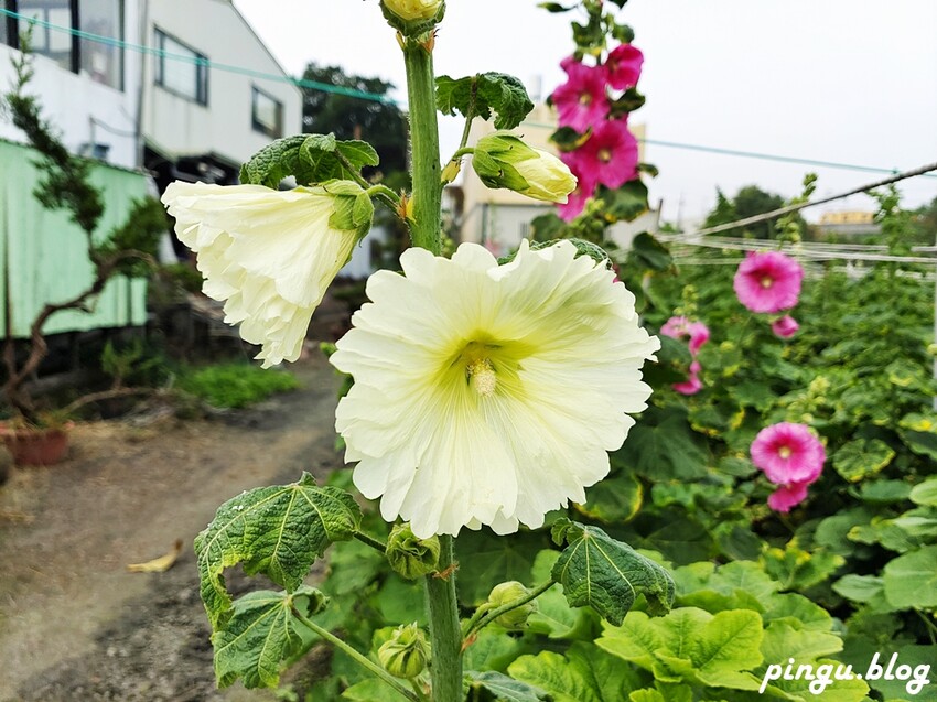 2023田中蜀葵花季開跑!!繽紛的蜀葵花海 宅一起網美景點 美味的桶子雞套餐 手拉坏DIY一次滿足