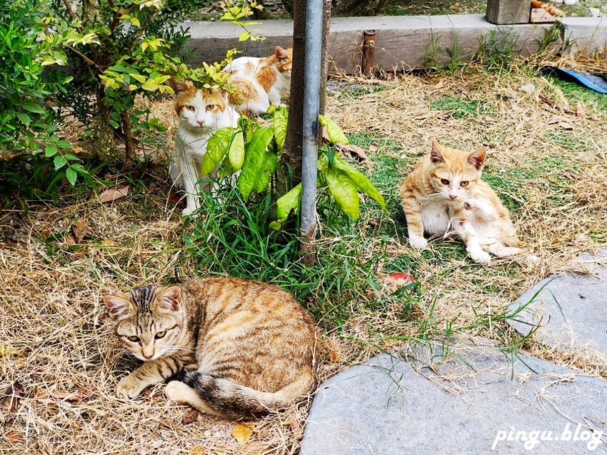 2023田中蜀葵花季開跑!!繽紛的蜀葵花海 宅一起網美景點 美味的桶子雞套餐 手拉坏DIY一次滿足