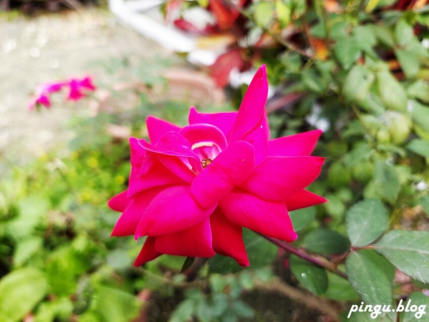 2023田中蜀葵花季開跑!!繽紛的蜀葵花海 宅一起網美景點 美味的桶子雞套餐 手拉坏DIY一次滿足