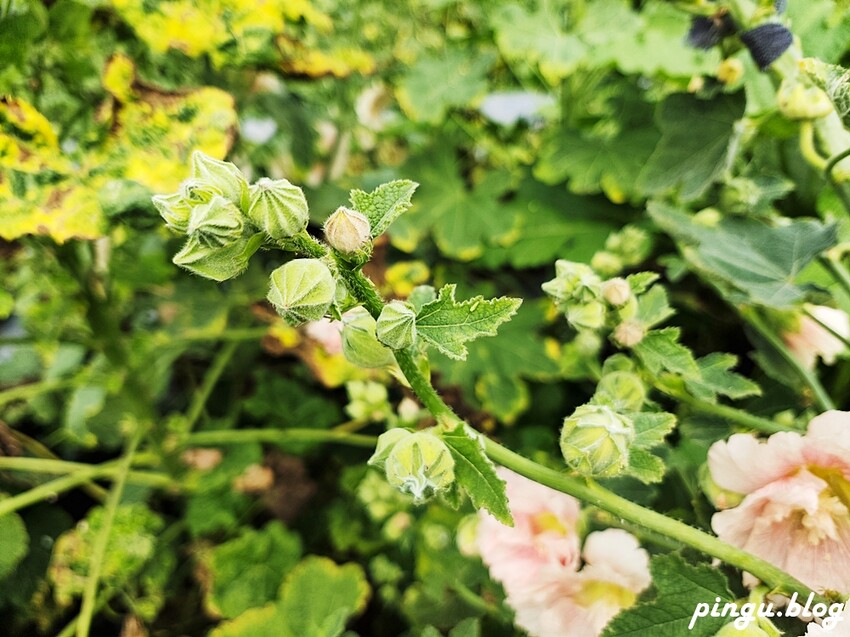 2023田中蜀葵花季開跑!!繽紛的蜀葵花海 宅一起網美景點 美味的桶子雞套餐 手拉坏DIY一次滿足