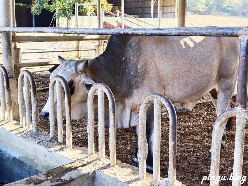 2023新春走馬瀨瀨祭|1/22~26農曆年節走春好去處 緩緩市集 X 蘋果劇團 X 日式和菓子DIY X 川劇變臉 讓我們瀨在一起 - 小企鵝生活趣