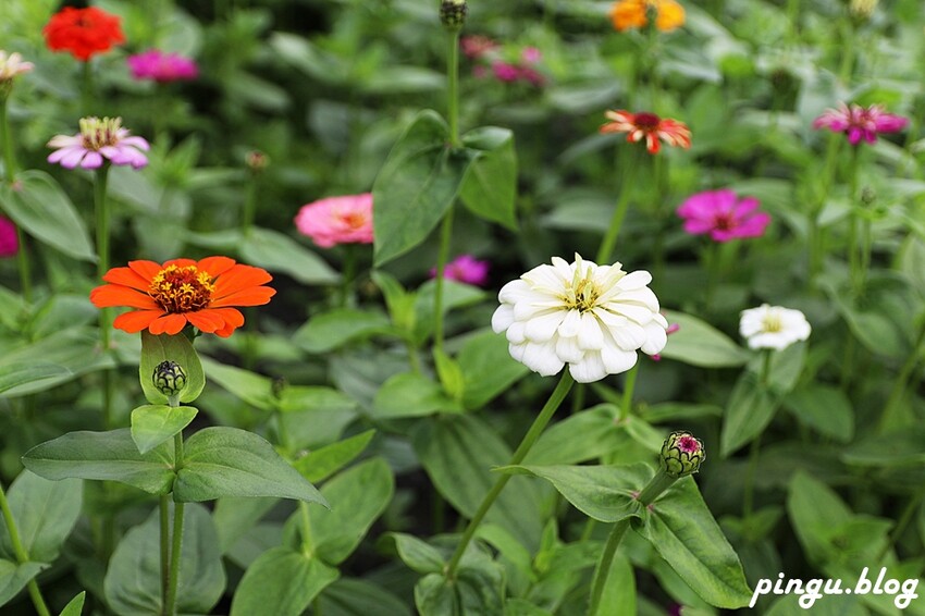 2023田中蜀葵花季開跑!!繽紛的蜀葵花海 宅一起網美景點 美味的桶子雞套餐 手拉坏DIY一次滿足