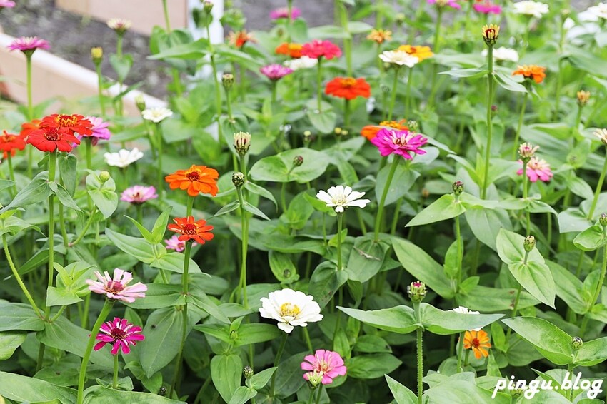 2023田中蜀葵花季開跑!!繽紛的蜀葵花海 宅一起網美景點 美味的桶子雞套餐 手拉坏DIY一次滿足