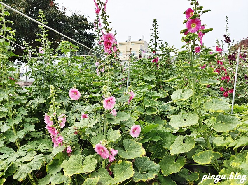 2023田中蜀葵花季開跑!!繽紛的蜀葵花海 宅一起網美景點 美味的桶子雞套餐 手拉坏DIY一次滿足