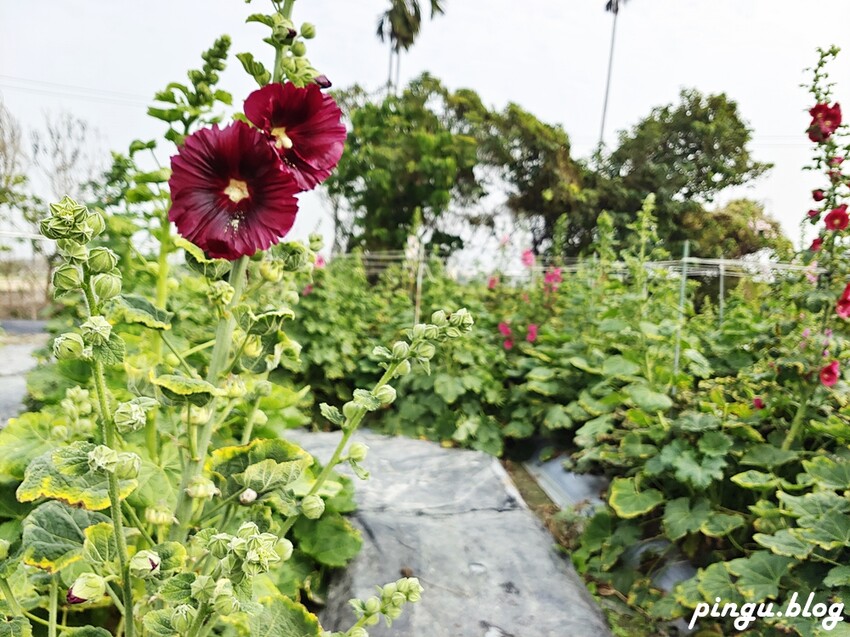 2023田中蜀葵花季開跑!!繽紛的蜀葵花海 宅一起網美景點 美味的桶子雞套餐 手拉坏DIY一次滿足