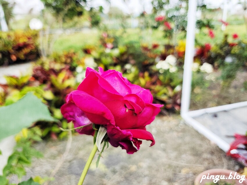 2023田中蜀葵花季開跑!!繽紛的蜀葵花海 宅一起網美景點 美味的桶子雞套餐 手拉坏DIY一次滿足