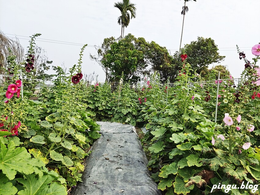2023田中蜀葵花季開跑!!繽紛的蜀葵花海 宅一起網美景點 美味的桶子雞套餐 手拉坏DIY一次滿足