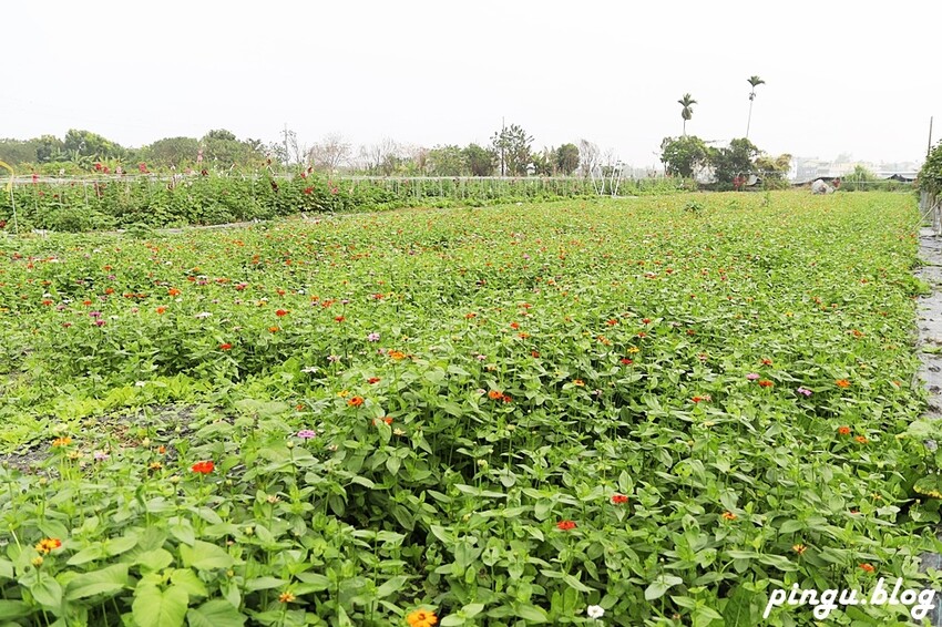 2023田中蜀葵花季開跑!!繽紛的蜀葵花海 宅一起網美景點 美味的桶子雞套餐 手拉坏DIY一次滿足