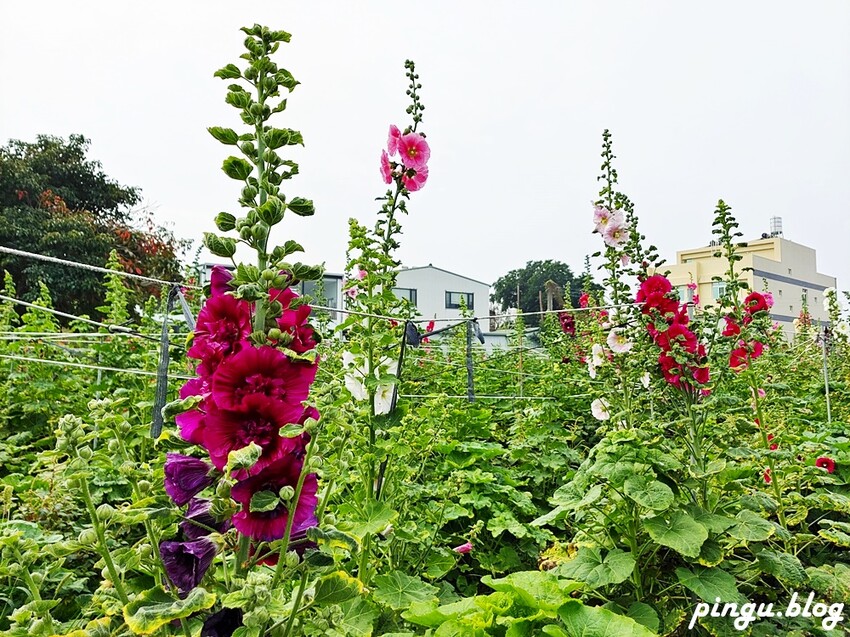 2023田中蜀葵花季開跑!!繽紛的蜀葵花海 宅一起網美景點 美味的桶子雞套餐 手拉坏DIY一次滿足