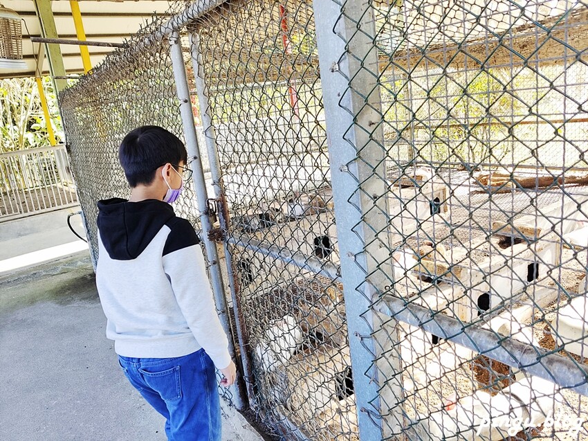 2023新春走馬瀨瀨祭|1/22~26農曆年節走春好去處 緩緩市集 X 蘋果劇團 X 日式和菓子DIY X 川劇變臉 讓我們瀨在一起 - 小企鵝生活趣