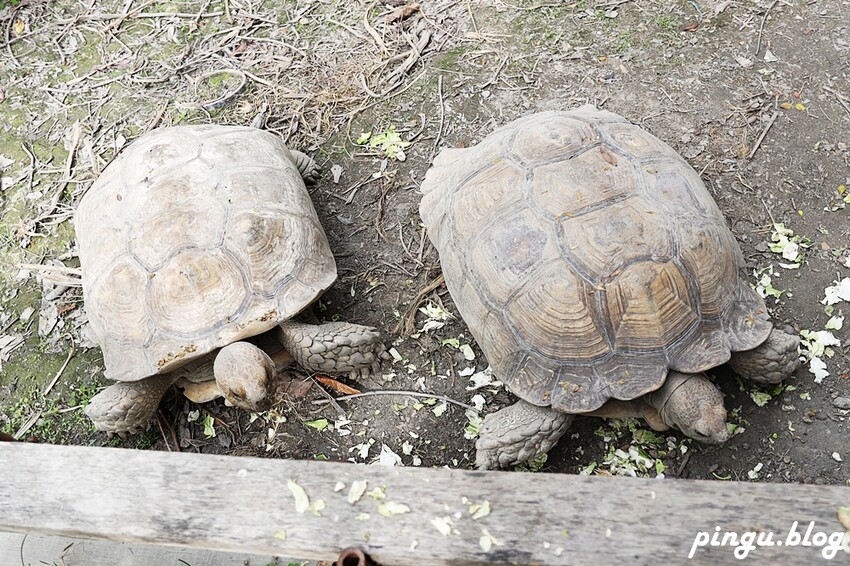 2023田中蜀葵花季開跑!!繽紛的蜀葵花海 宅一起網美景點 美味的桶子雞套餐 手拉坏DIY一次滿足