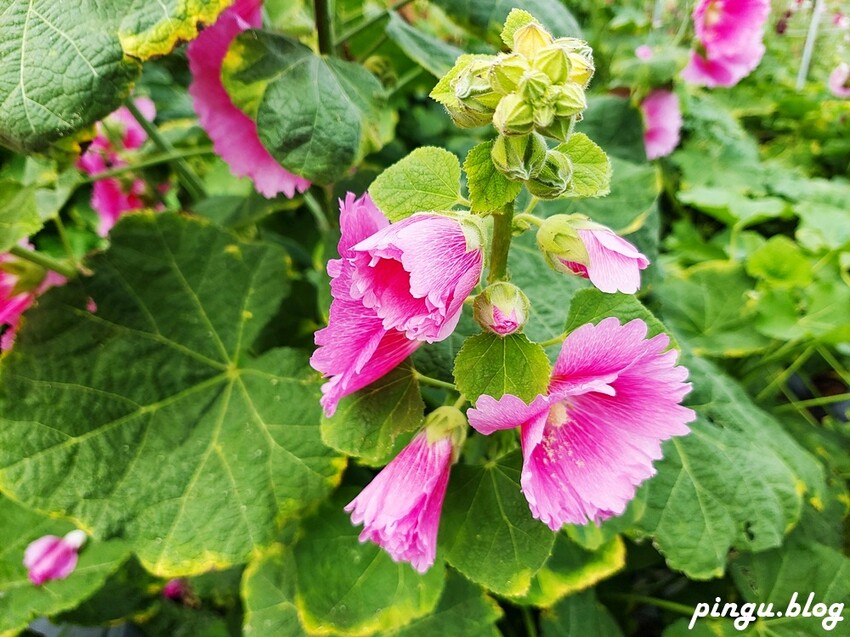 2023田中蜀葵花季開跑!!繽紛的蜀葵花海 宅一起網美景點 美味的桶子雞套餐 手拉坏DIY一次滿足