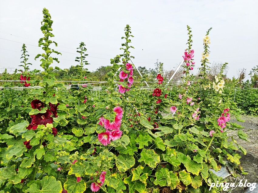 2023田中蜀葵花季開跑!!繽紛的蜀葵花海 宅一起網美景點 美味的桶子雞套餐 手拉坏DIY一次滿足