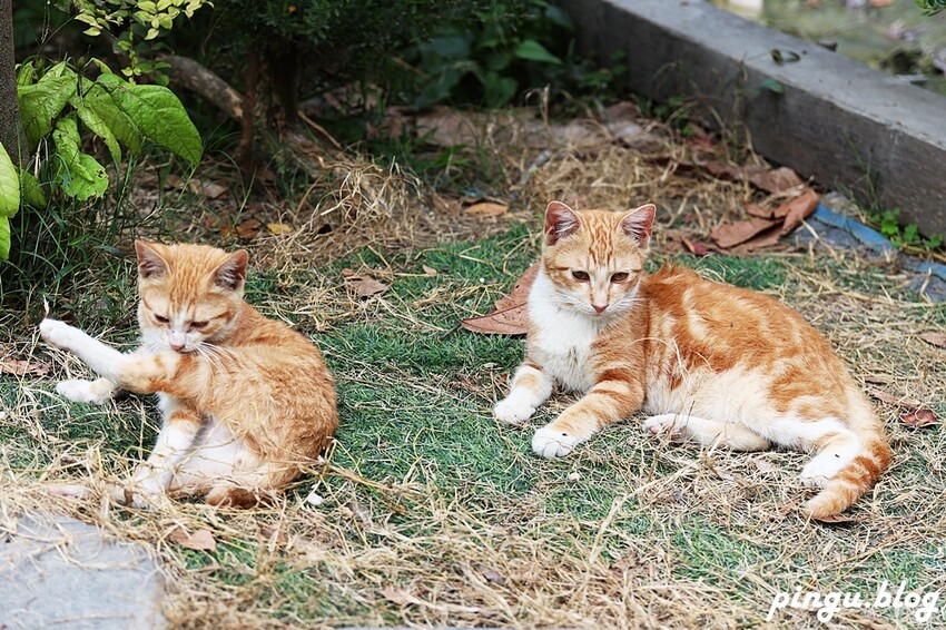 2023田中蜀葵花季開跑!!繽紛的蜀葵花海 宅一起網美景點 美味的桶子雞套餐 手拉坏DIY一次滿足