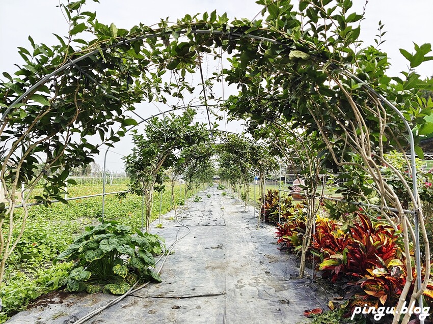 2023田中蜀葵花季開跑!!繽紛的蜀葵花海 宅一起網美景點 美味的桶子雞套餐 手拉坏DIY一次滿足