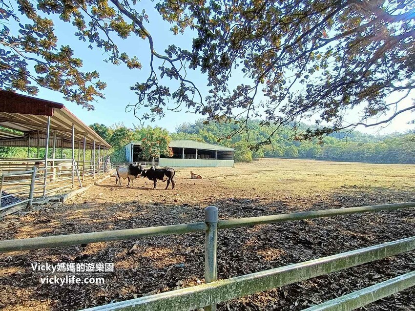 這座農場竟然有4個大安森林公園大，不僅可以騎馬射箭，還可以看特技秀，再來玩腳踏船練體力，想要在大草原上滾來滾去享受大自然也沒問題