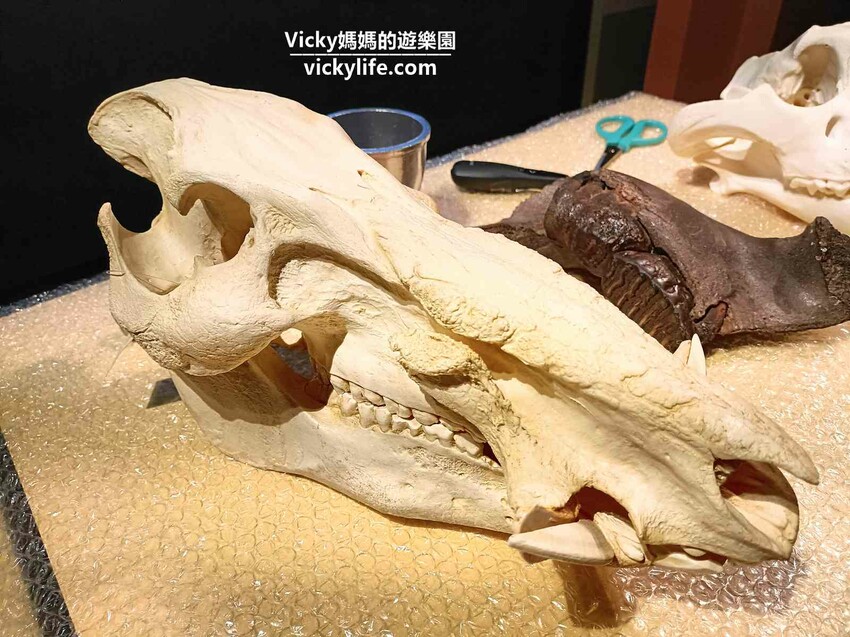 環遊世界七大洲,只要銅板價,還可免費參加雙語解說課程喔