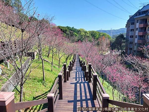 長庚養生文化村13-櫻花木棧道階梯.jpg