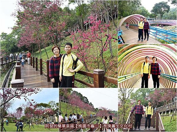 Z字型八重櫻木棧步道平台,童趣與IG熱門打卡的粉色圈圈隧道