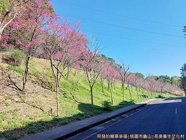 長庚養生文化村08-山坡上的櫻花.jpg