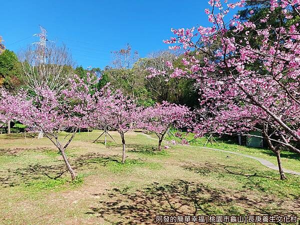 長庚養生文化村06-小型櫻花林.jpg