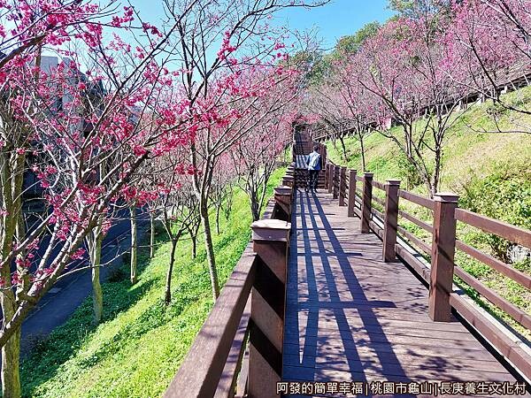 長庚養生文化村12-好走的櫻花木棧道.jpg