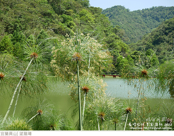 【宜蘭景點】望龍埤(寵物友善景點)，四周綠意盎然，湖岸有很多落羽松，綠油油的落羽松林看起來也很漂亮，漫