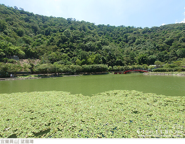 【宜蘭景點】望龍埤(寵物友善景點)，四周綠意盎然，湖岸有很多落羽松，綠油油的落羽松林看起來也很漂亮，漫